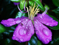 Chuva Roxa