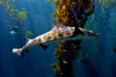 Tubarão no Aquário de Monterey Bay