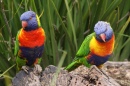 Periquito-arco-íris