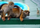 Macaco-Esquilo